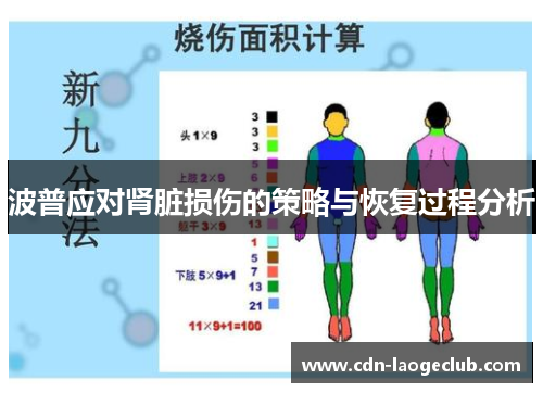 波普应对肾脏损伤的策略与恢复过程分析